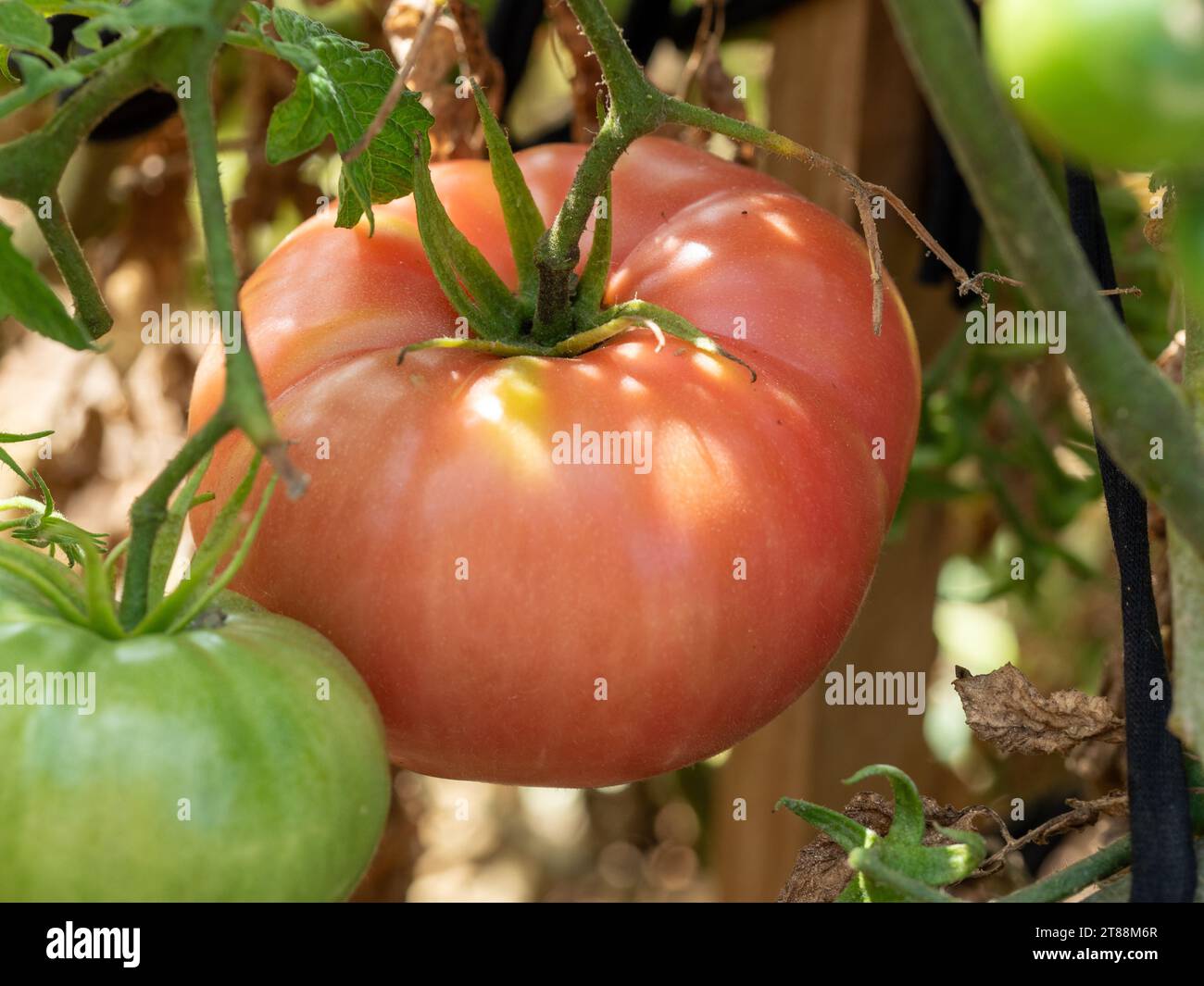 Zwei erbliche Tomaten auf der Rebe, eine reife und rote und eine grüne und unreife australische Gemüsegarten Stockfoto