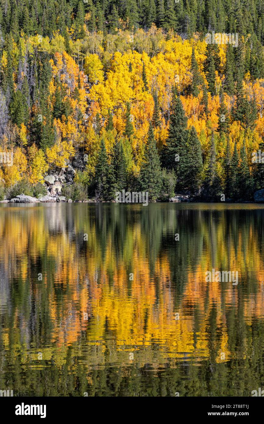 Ein Hain aus bebenden Aspenbäumen im Herbstglück spiegelt sich im Bear Lake im Rocky Mountain National Park, Estes Park, Colorado. Stockfoto