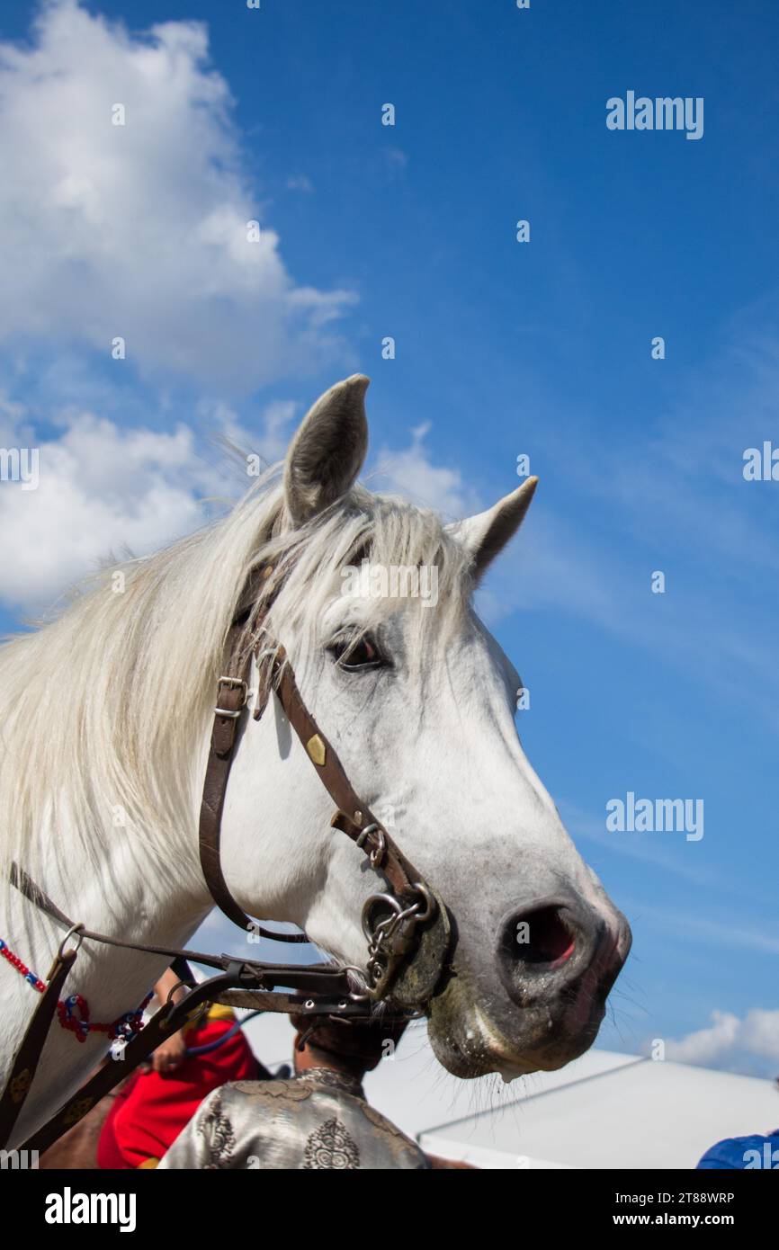 Kopf eines Pferdes im Freien mit Teilgeschirr im Blick Stockfoto