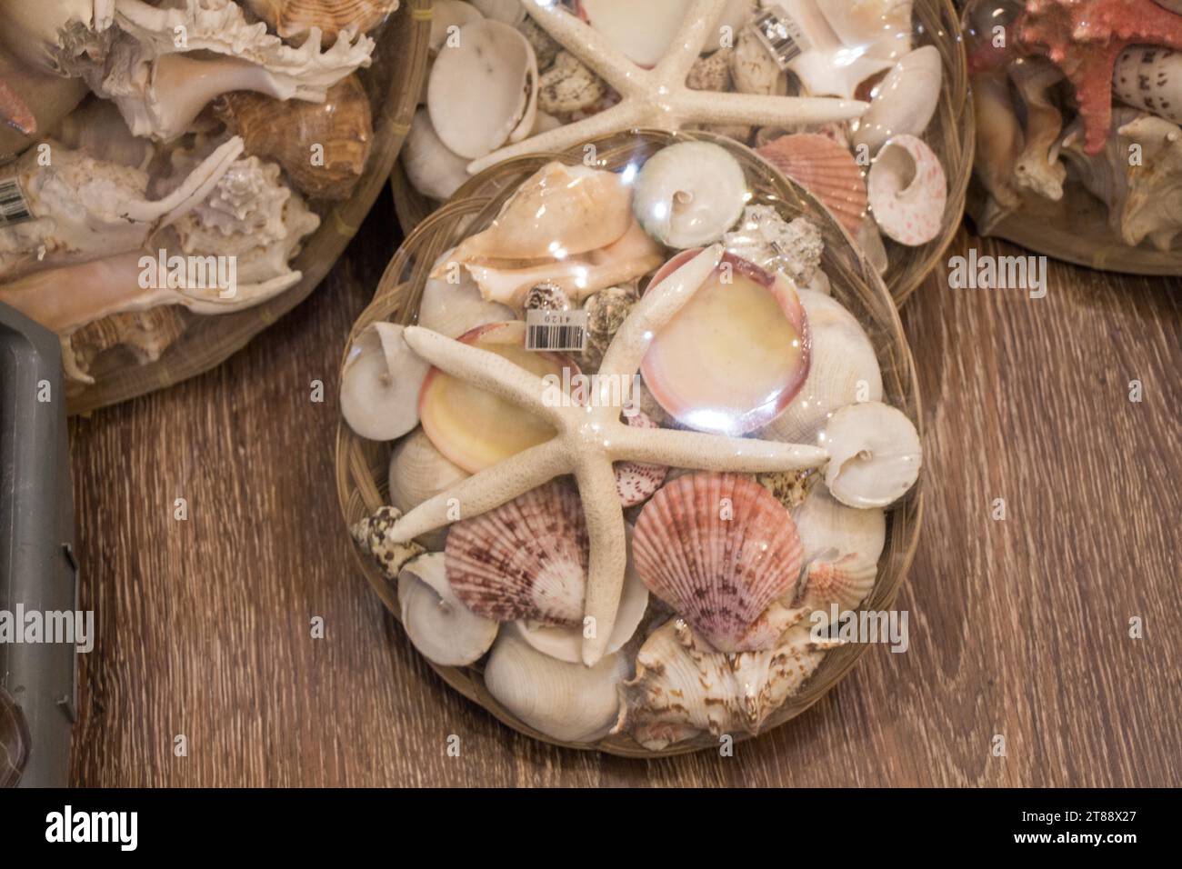 Verschiedene Arten von kleinen bunten Muscheln Stockfoto