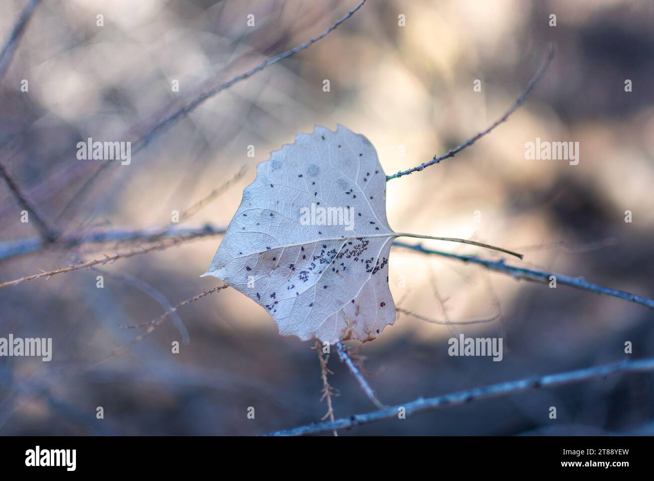 Isoliertes Detail eines getrockneten Blattes im Winterwald mit verschwommenem Hintergrund. Stockfoto