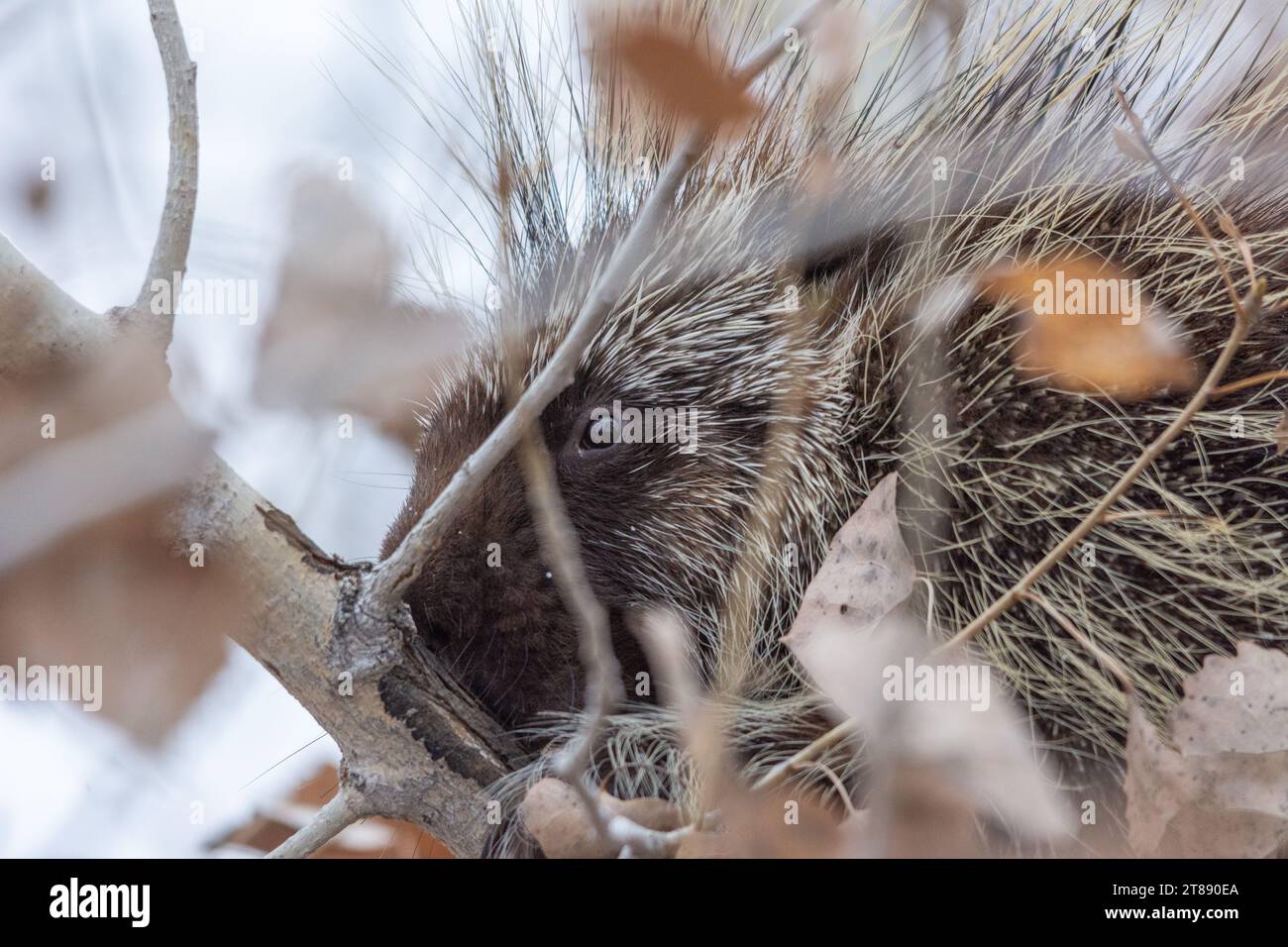 Nahporträt eines Stachelschweins mit wachsamen Augen, das im Winter auf einem Ast hoch oben auf einem Baum ruht. Stockfoto