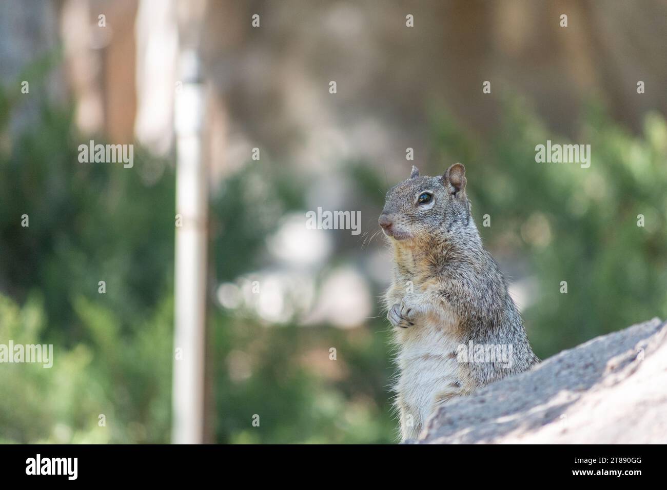 Ein graues Eichhörnchen, das auf einem großen Felsen in einem Park sitzt. Stockfoto