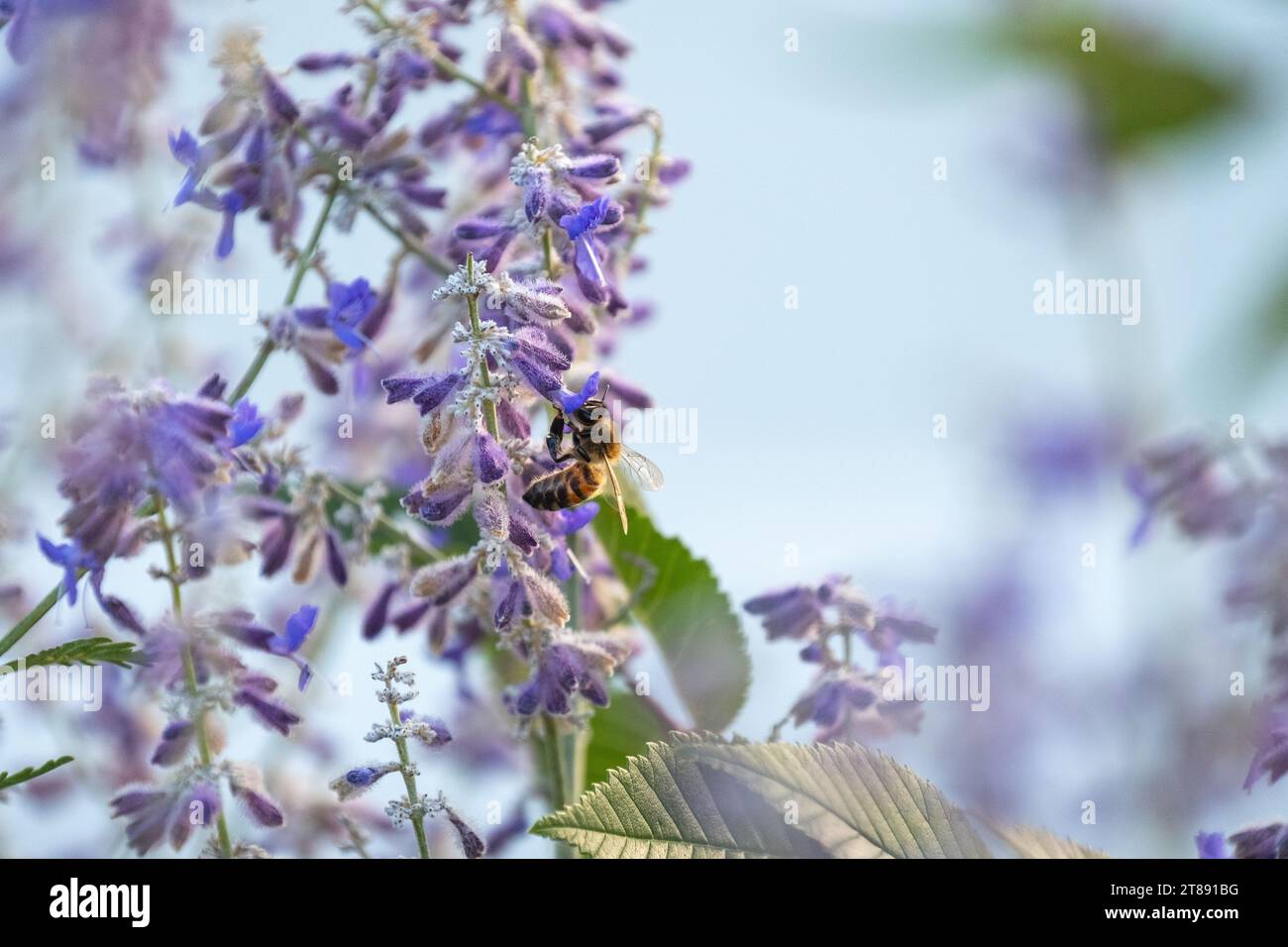 Eine einsame Honigbiene bestäubt eine Lavendelblüte, während sie Nektar sammelt. Stockfoto