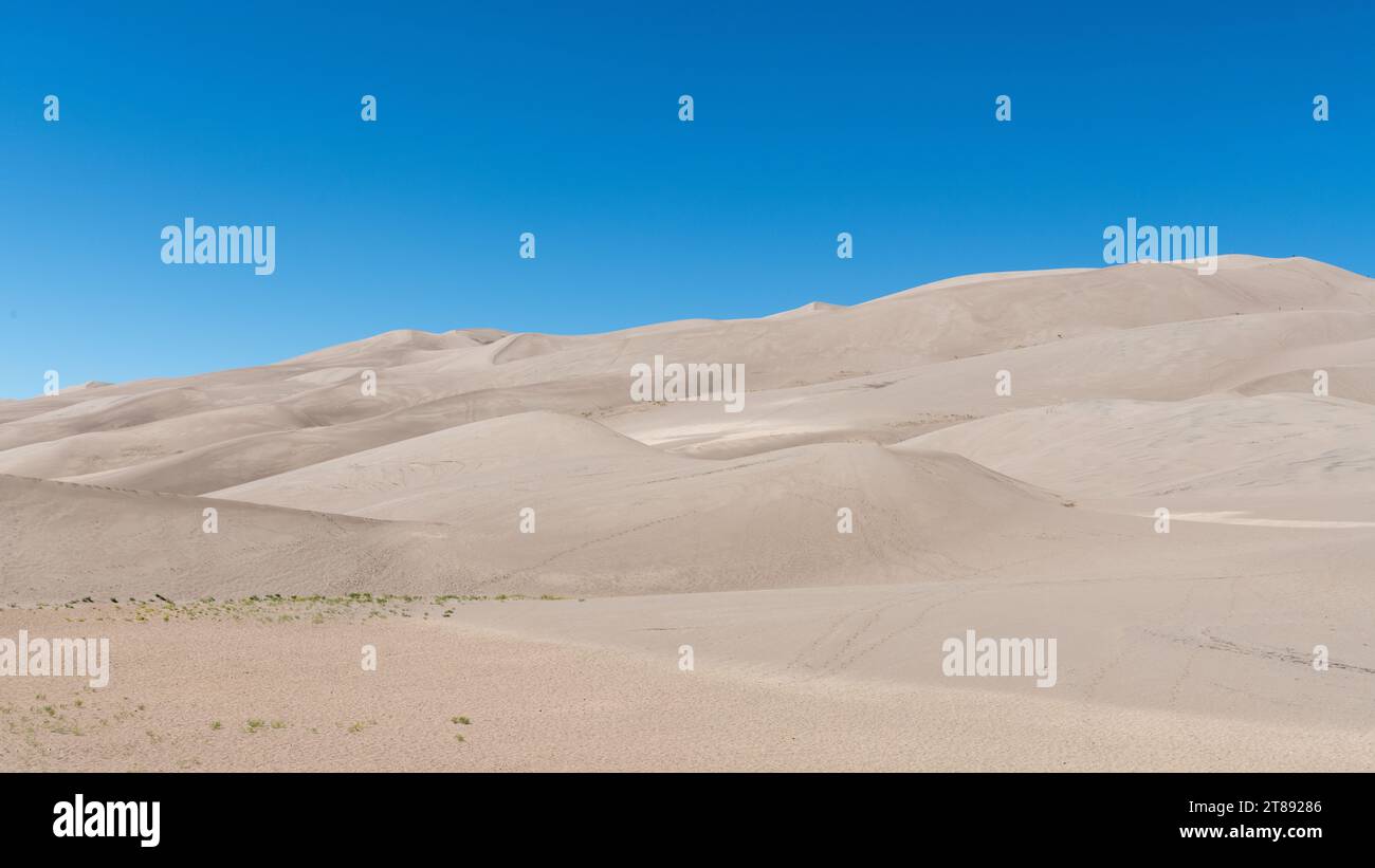 Ein Sanddünenfeld unter einem hellblauen Himmel im Great Sand Dunes National Park. Aus dem Sand im Vordergrund wächst dünne Vegetation. Stockfoto