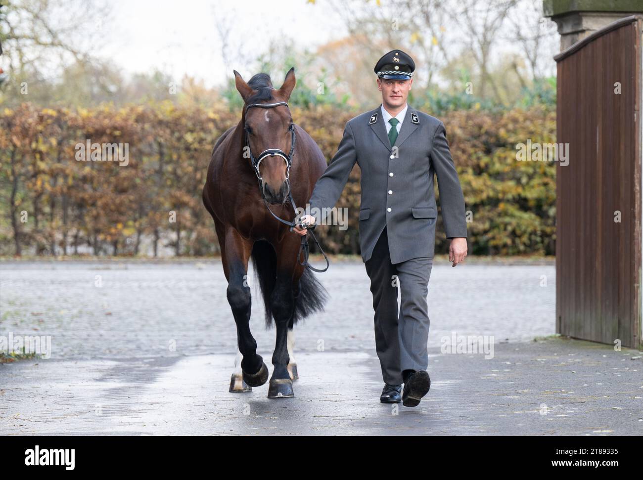 Moritzburg, Deutschland. November 2023. Phil Teifel, Gestütswart des Landesgestüts Moritzburg, spaziert während einer Fotosession mit „Caesar“, einem sächsisch-thüringischen schweren Warmbluthengst, der gerade seine Hengstleistungsprüfung abschließt, zu den Stallungen des Neuen Gestüts. Der gemeinsame Pferdezuchtverband der beiden Freiländer schließt das Zuchtjahr 2023 mit der Präsentation von Junghengsten der Sächsisch-Thüringer Schwerblüterrasse ab. Die neue Zuchthengsternte wird am 24. Und 25. November im Staatsgestüt Moritzburg vorgestellt. Credit: Robert Michael/dpa/Alamy Live News Stockfoto