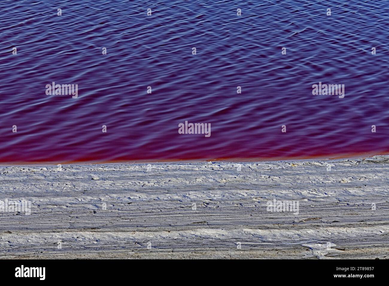 Dünne Rote Linie - Salzteich, Alviso Stockfoto