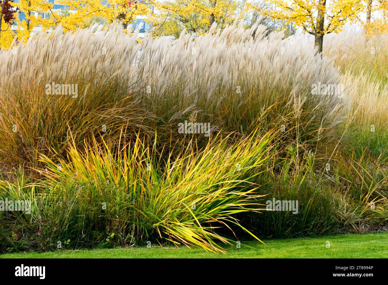Moderne Gartengräser, große Gartenpflanzen, Herbst, Rand, Grenze, Miscanthus sinensis, Herbst, Maiden Grass Stockfoto