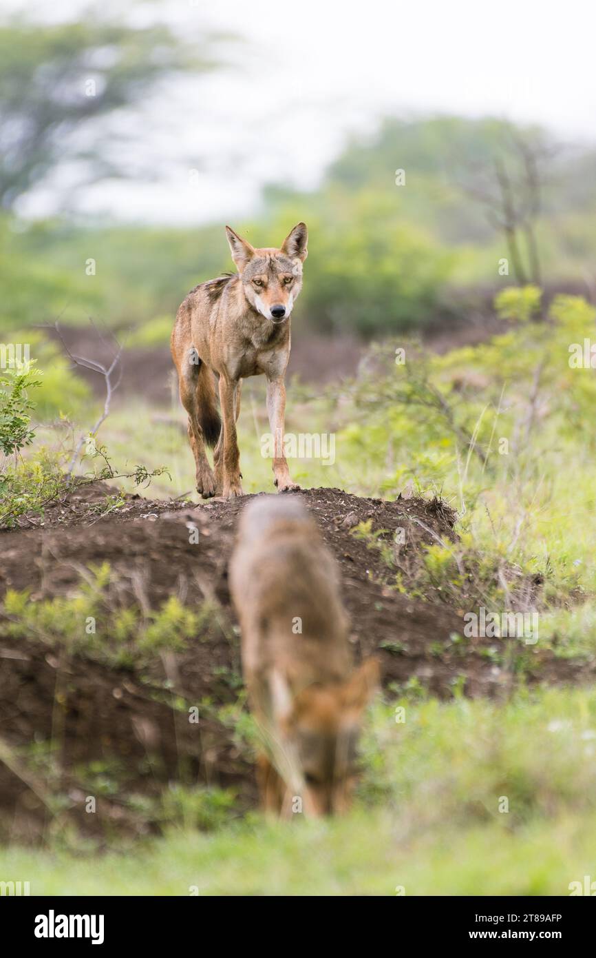 Indischer Grauwolf Stockfoto