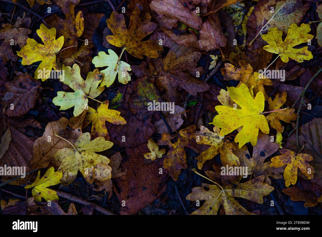 Sammlung gefallener Herbstblätter auf Waldboden Stockfoto