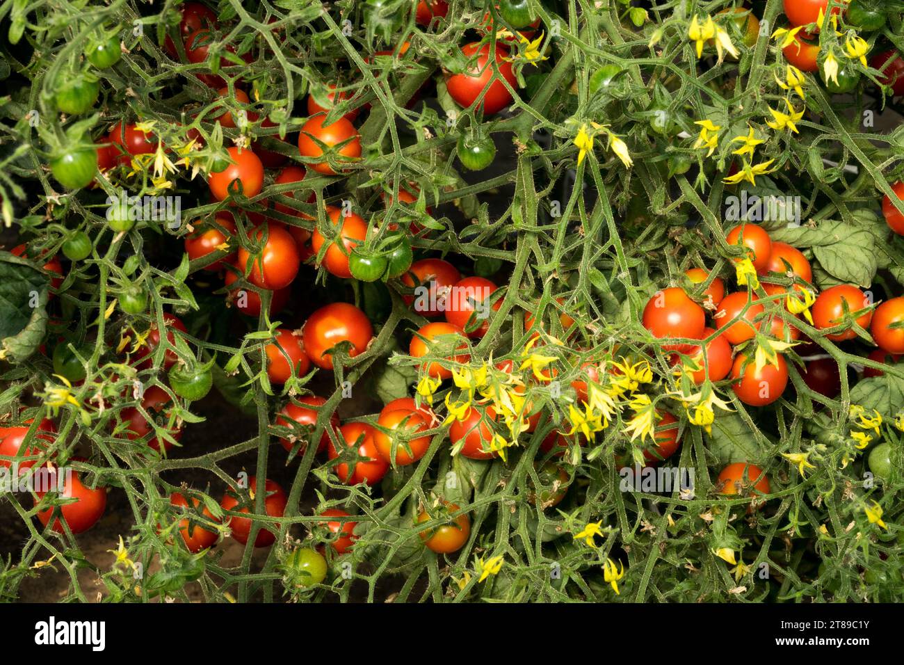 Solanum lycopersicum, Blüten, Blumen, Tomatenblüten Pflanzenblüten Stockfoto