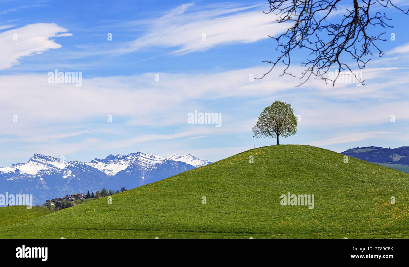 Drumlin Hügel mit einem Baum unter blauem Himmel im Sommer Stockfoto