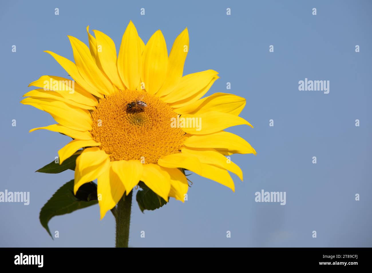 Sonnenblumenblume mit Honigbiene gegen blauen Himmel Stockfoto