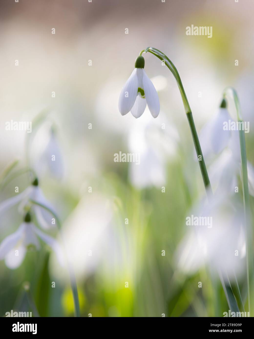 Schneeglöckchen [ Galanthus sp ] Fower Stockfoto