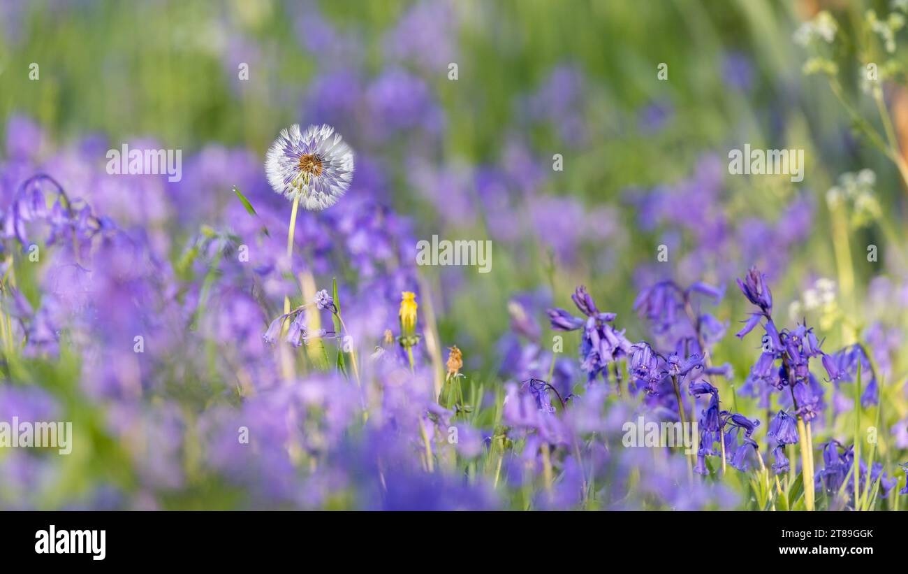 Löwenzahn-Samenkopf über Bluebell-Blüten Stockfoto