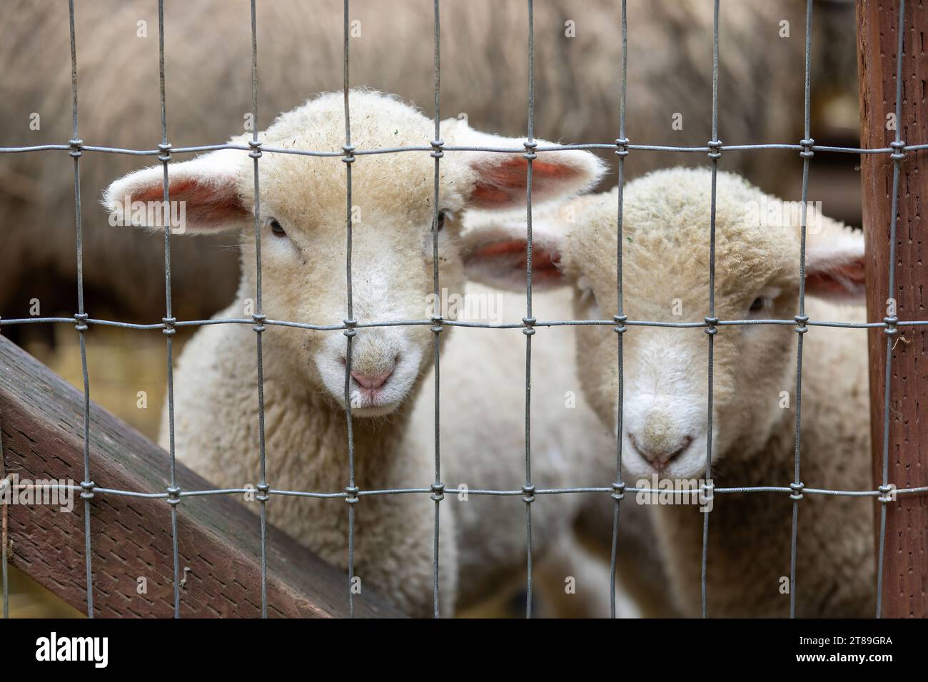 "Von innen heraus schauen" Lämmer in einer Schafscheune. Tierfarm in Nordkalifornien. Stockfoto