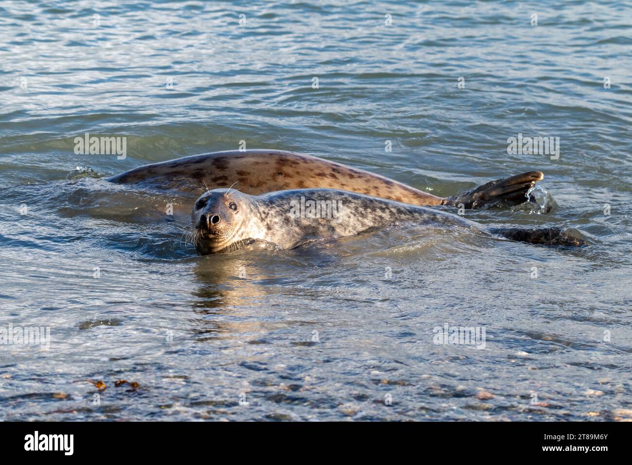 Graue Robben auf Cemlyn Beach Anglesey. Stockfoto