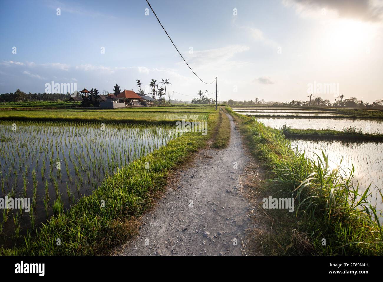 Tolle frische Reisterrassen mit Wasser am Morgen. Blick über Fischgrün zu einem Hindutempel am Morgen. Landschaftsaufnahme auf einer tropischen Insel Bali Stockfoto