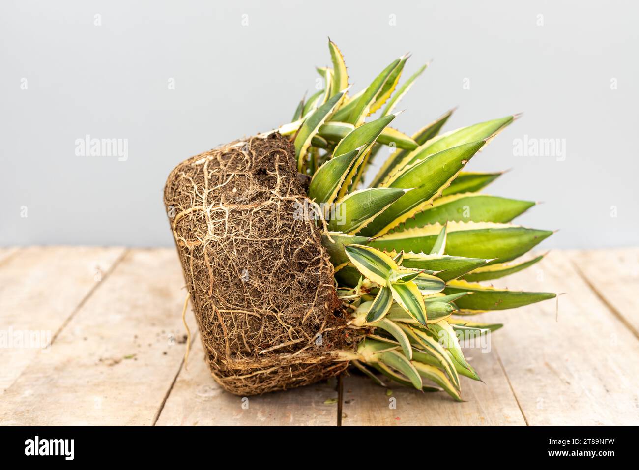 Umtopf der Agavenwurzelpflanze mit Wurzelbindung und dichten Jungtieren Stockfoto