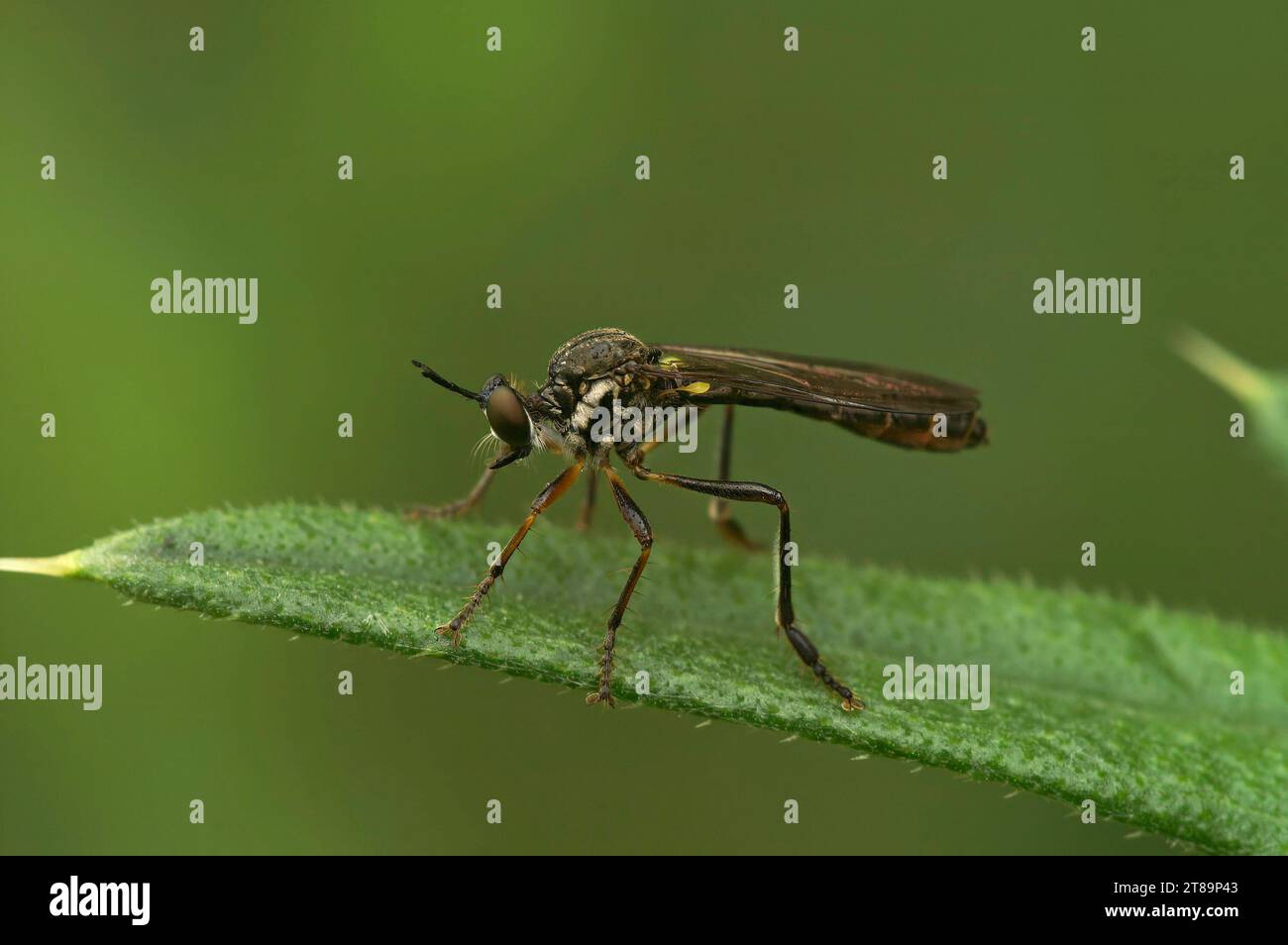 Natürliche Nahaufnahme einer gestreiften Robber Fly, Dioctria hyalipennis auf grünem Hintergrund Stockfoto