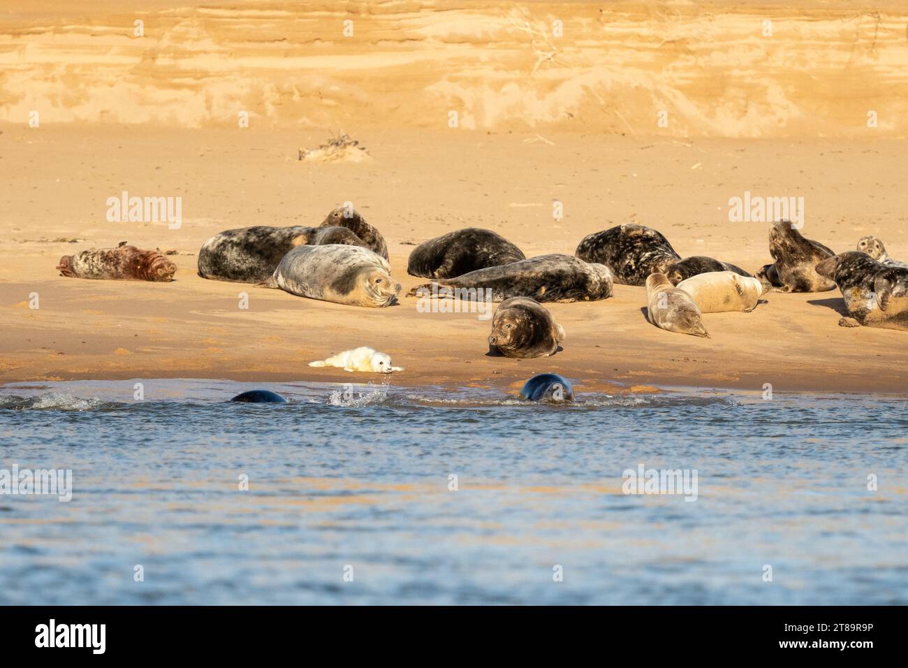 Graurobben am Newburgh Seal Beach, Aberdeenshire, Schottland - einschließlich Jungrobbenjunges Jungrobbenjunges - 11. November 2023 Stockfoto