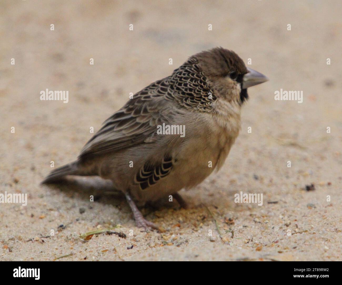 Der gesellige Weber (Philetairus socius), auch bekannt als der gemeine Sozialweber, gemeiner Sozialweber und Sozialweber, ist eine Art von BI Stockfoto