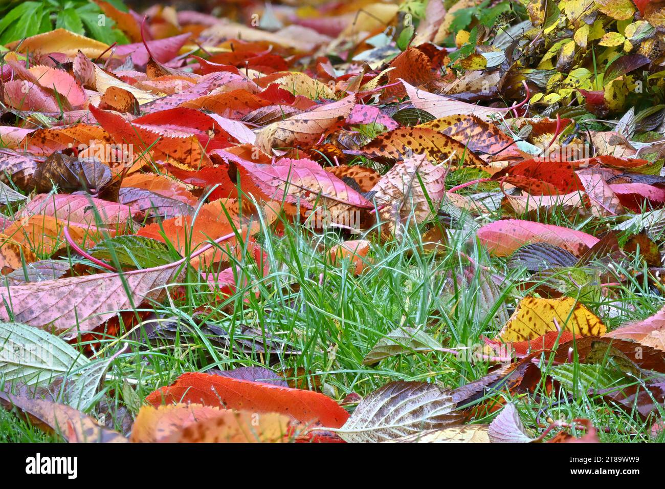 Herbstlaub fällt auf einen Gartenrasen. Kent, Großbritannien. November 2023 Stockfoto