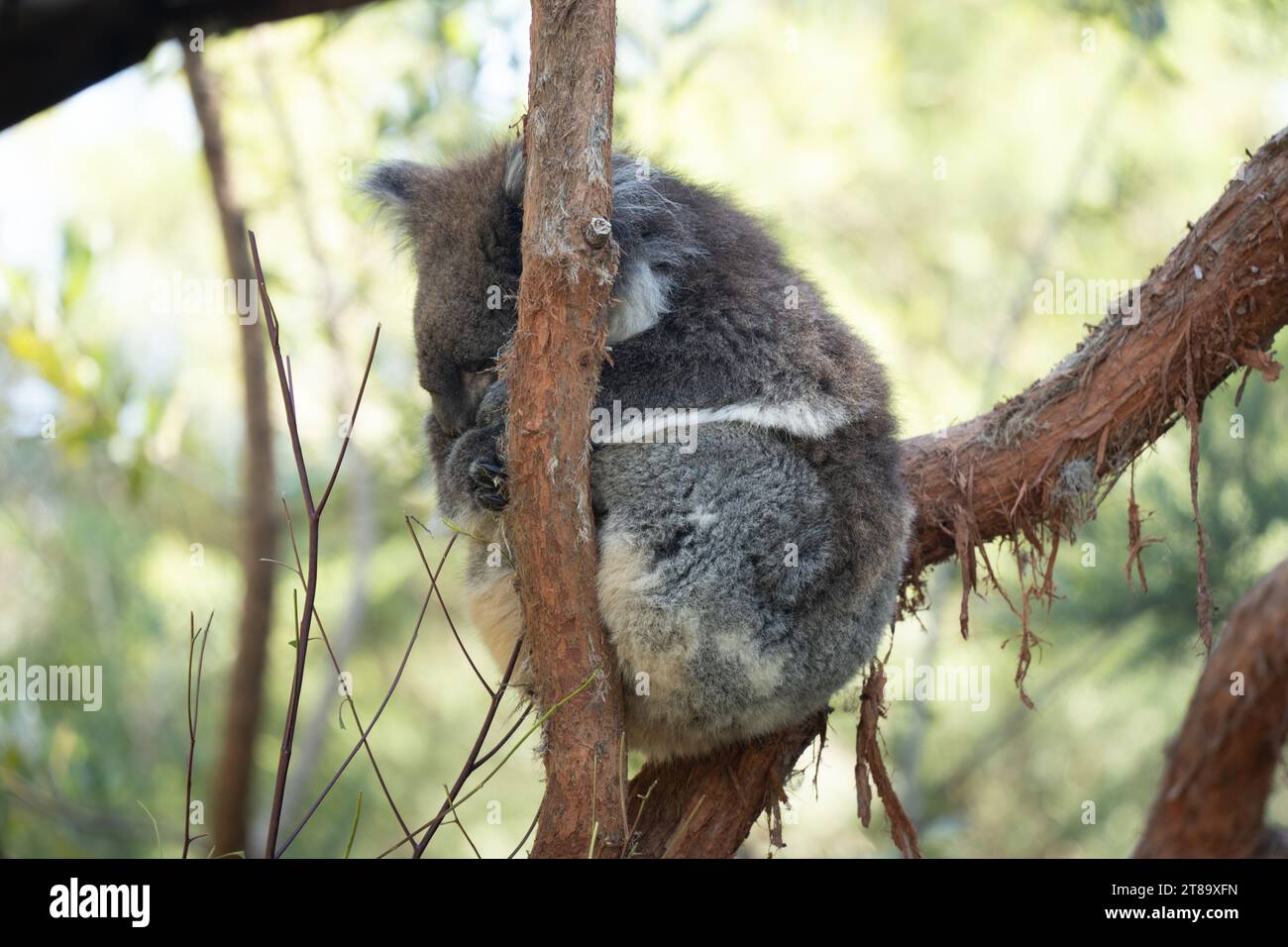 Australische Tiere Stockfoto