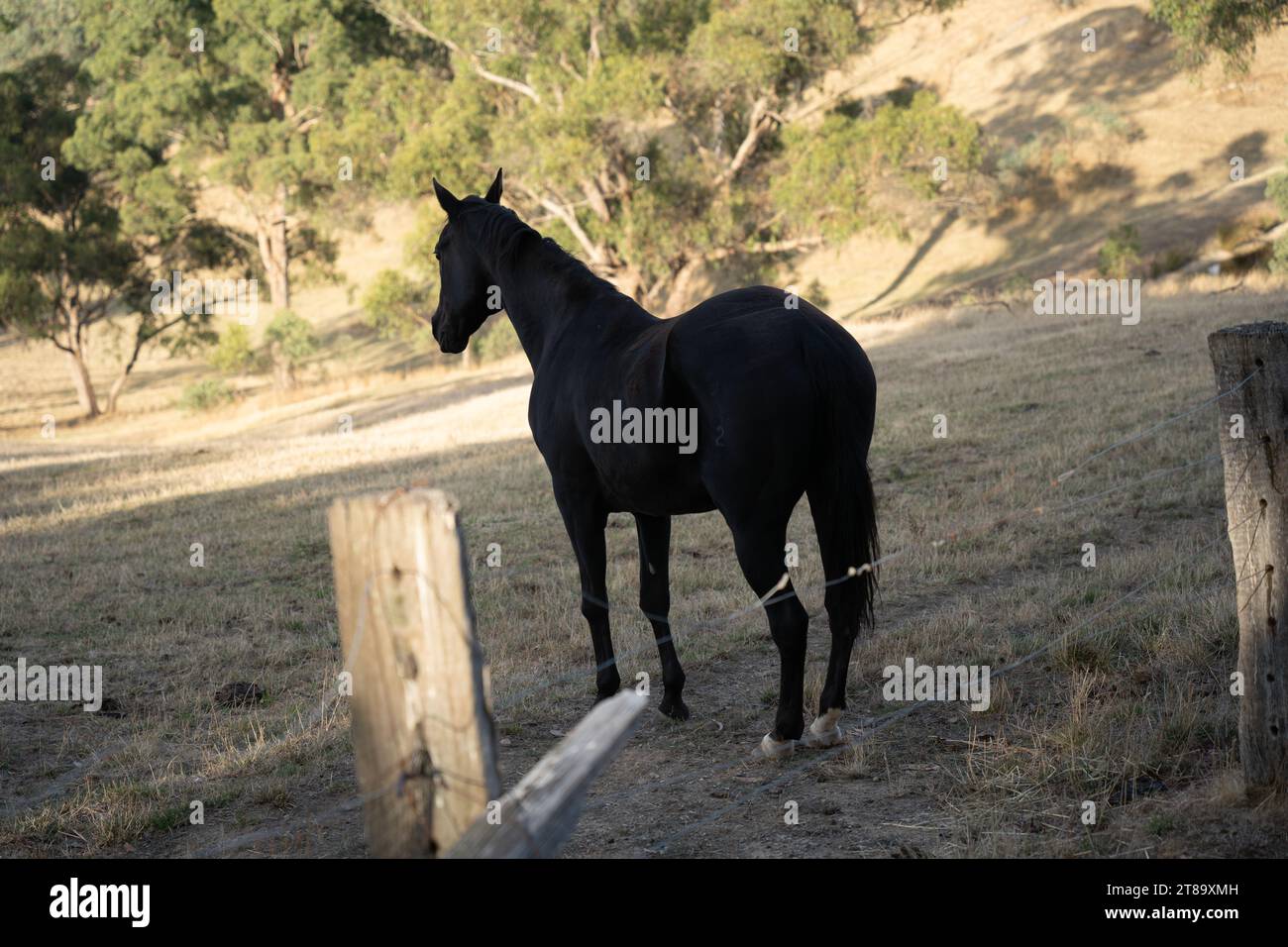 Aufgenommen in Melbourne Australien, Farm Living Stockfoto