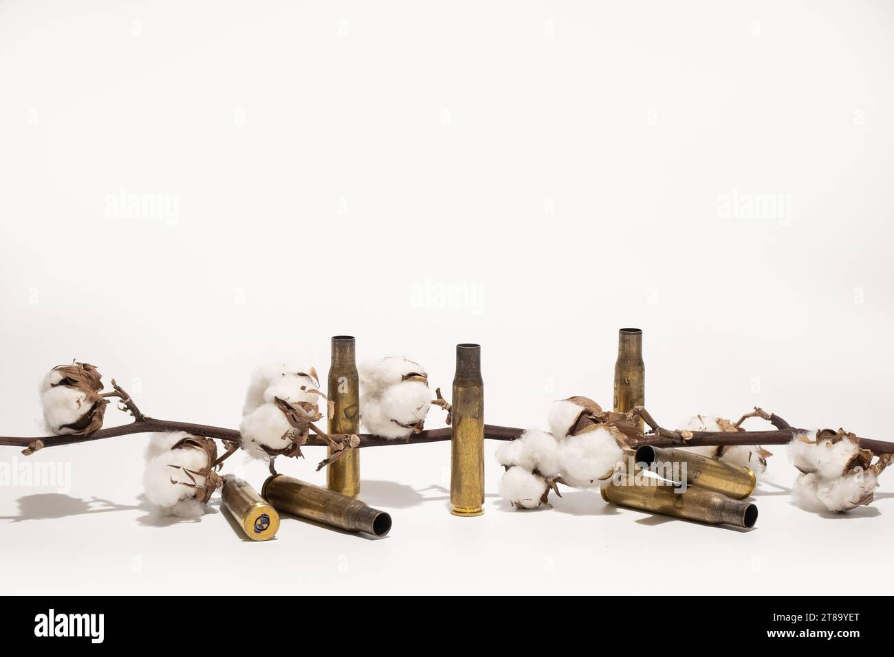 Ein Zweig trockener Baumwolle und ein Patronenkoffer von einem Maschinengewehrständer auf weißem Hintergrund, Krieg und Waffen Stockfoto