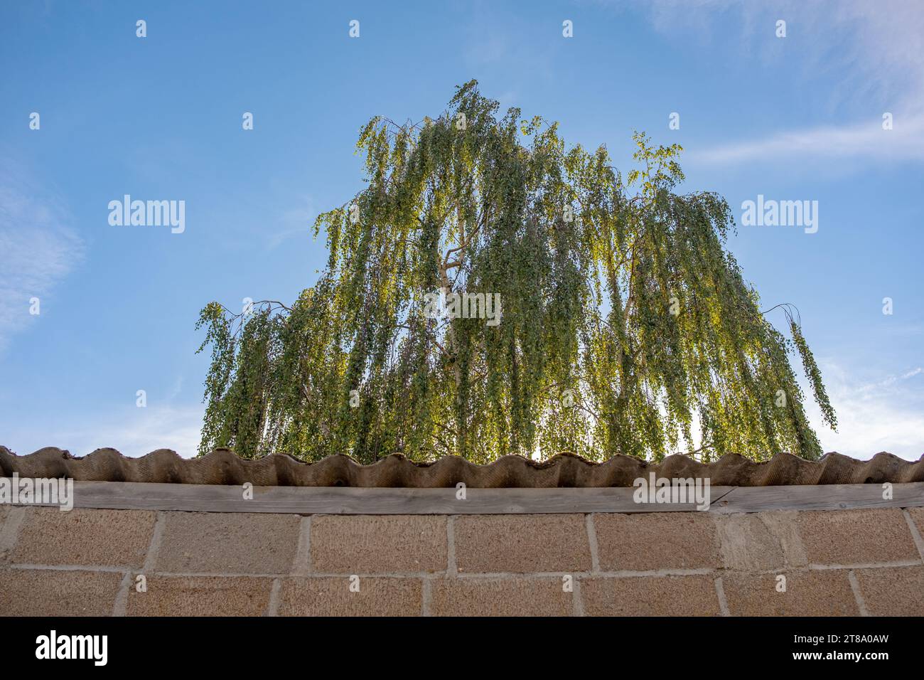 Birkenbaum mit Sonnenlicht hinter einer Betonmauer, aufgenommen am Ende eines sonnigen Sommernachmittags ohne Menschen Stockfoto