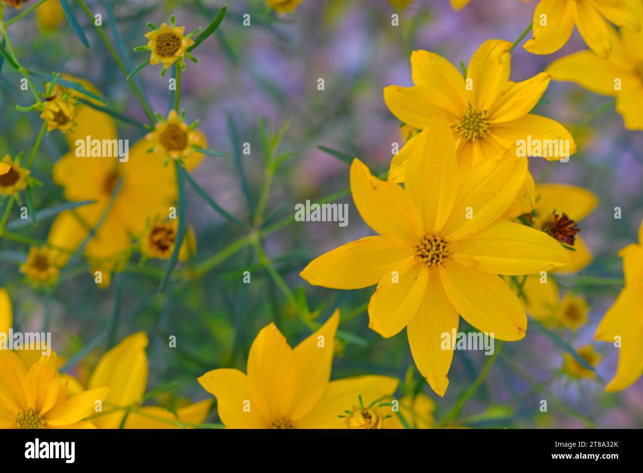 Coreopsis ist eine Gattung von blühenden Pflanzen aus der Familie der Asteraceae. Gebräuchliche Namen sind Kalliopsis und tickseed. Es gibt 75 80 Arten von Coreopsis, Stockfoto