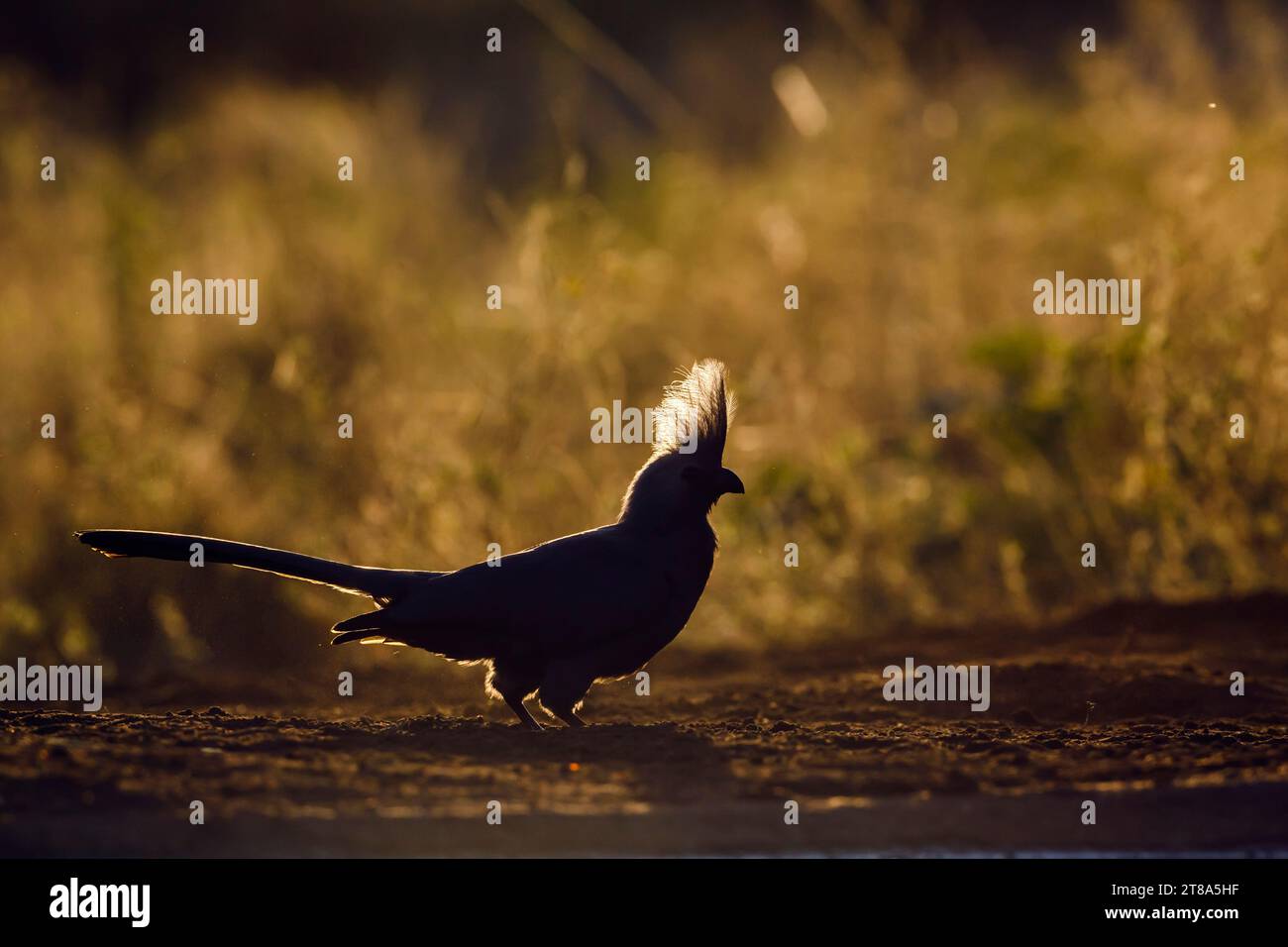 Grauer Go Away-Vogel, der bei Sonnenaufgang im Kruger-Nationalpark, Südafrika, hinterleuchtet am Boden steht; Specie Corythaixoides konkoloriert die Familie der Musophagidae Stockfoto