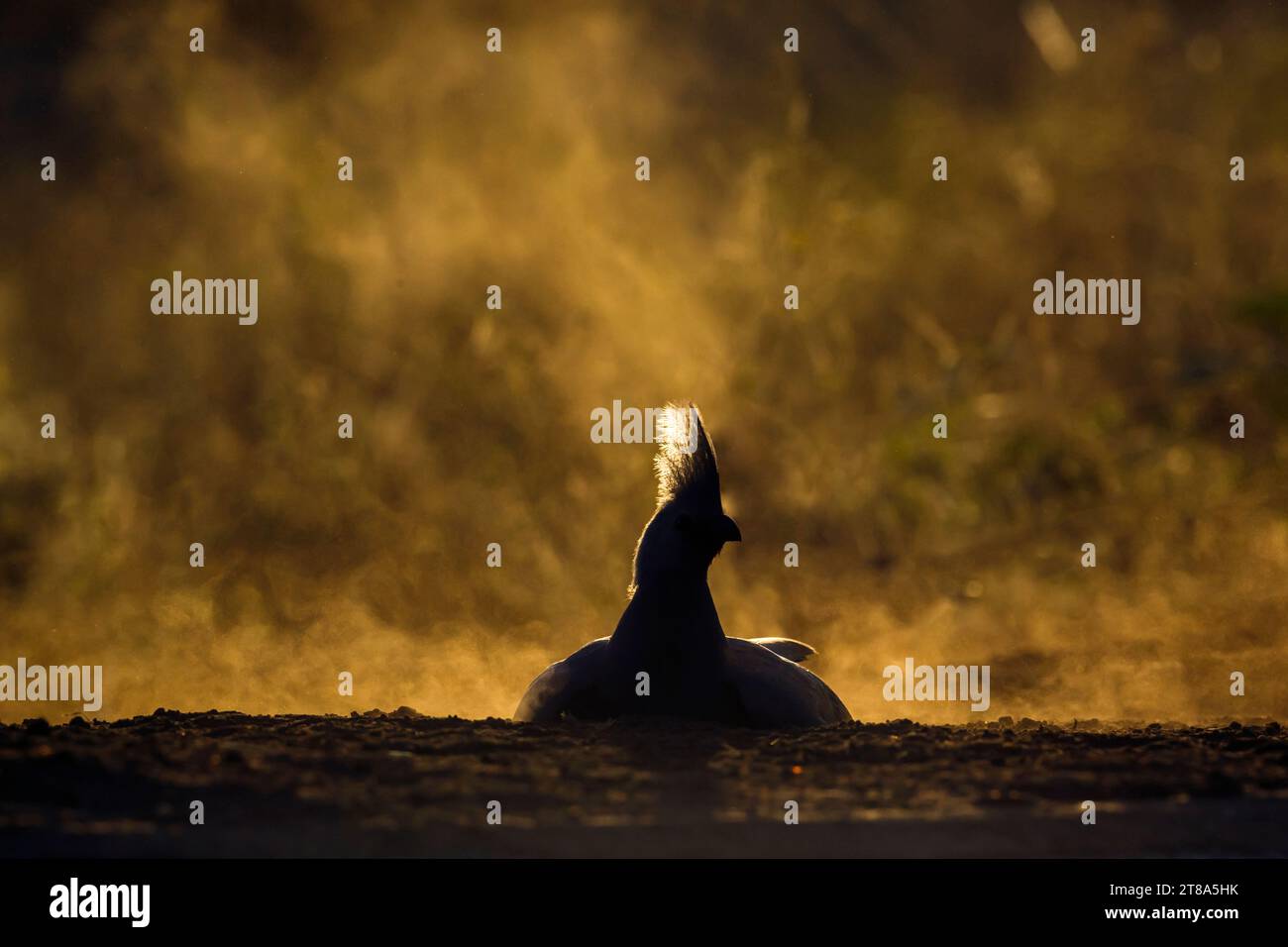 Graue Vogelfreunde, die bei Sonnenaufgang im Kruger-Nationalpark in Südafrika im Staub pflegen; Specie Corythaixoides koncolor Familie der Musophagidae Stockfoto