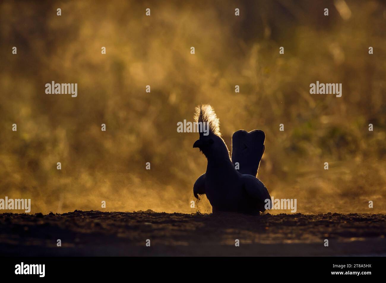 Graue Vogelfreunde, die bei Sonnenaufgang im Kruger-Nationalpark in Südafrika im Staub pflegen; Specie Corythaixoides koncolor Familie der Musophagidae Stockfoto
