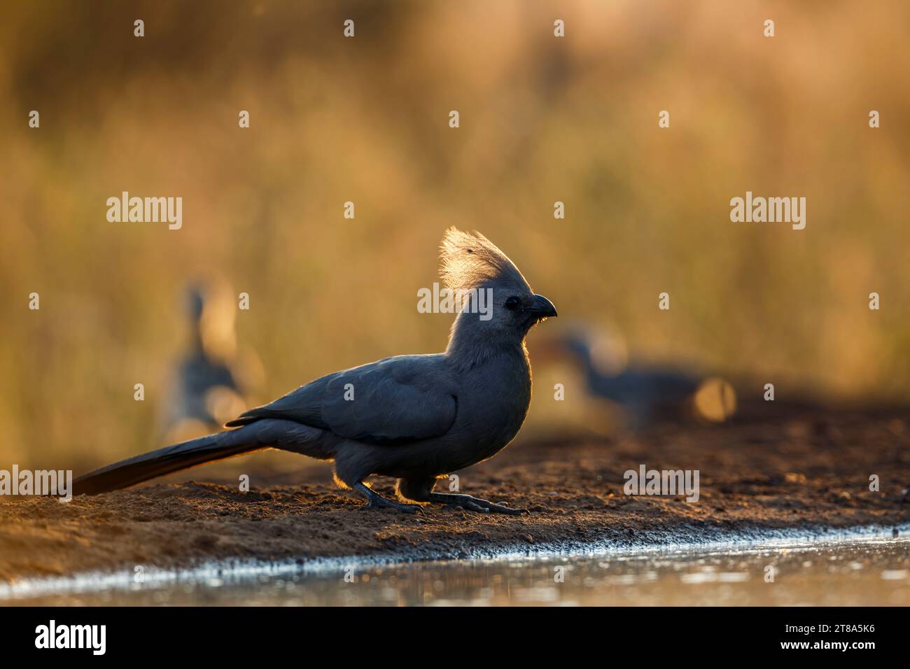 Grauer Vogel am Wasserloch bei Sonnenaufgang im Kruger-Nationalpark, Südafrika; Specie Corythaixoides concolor Familie der Musophagidae Stockfoto