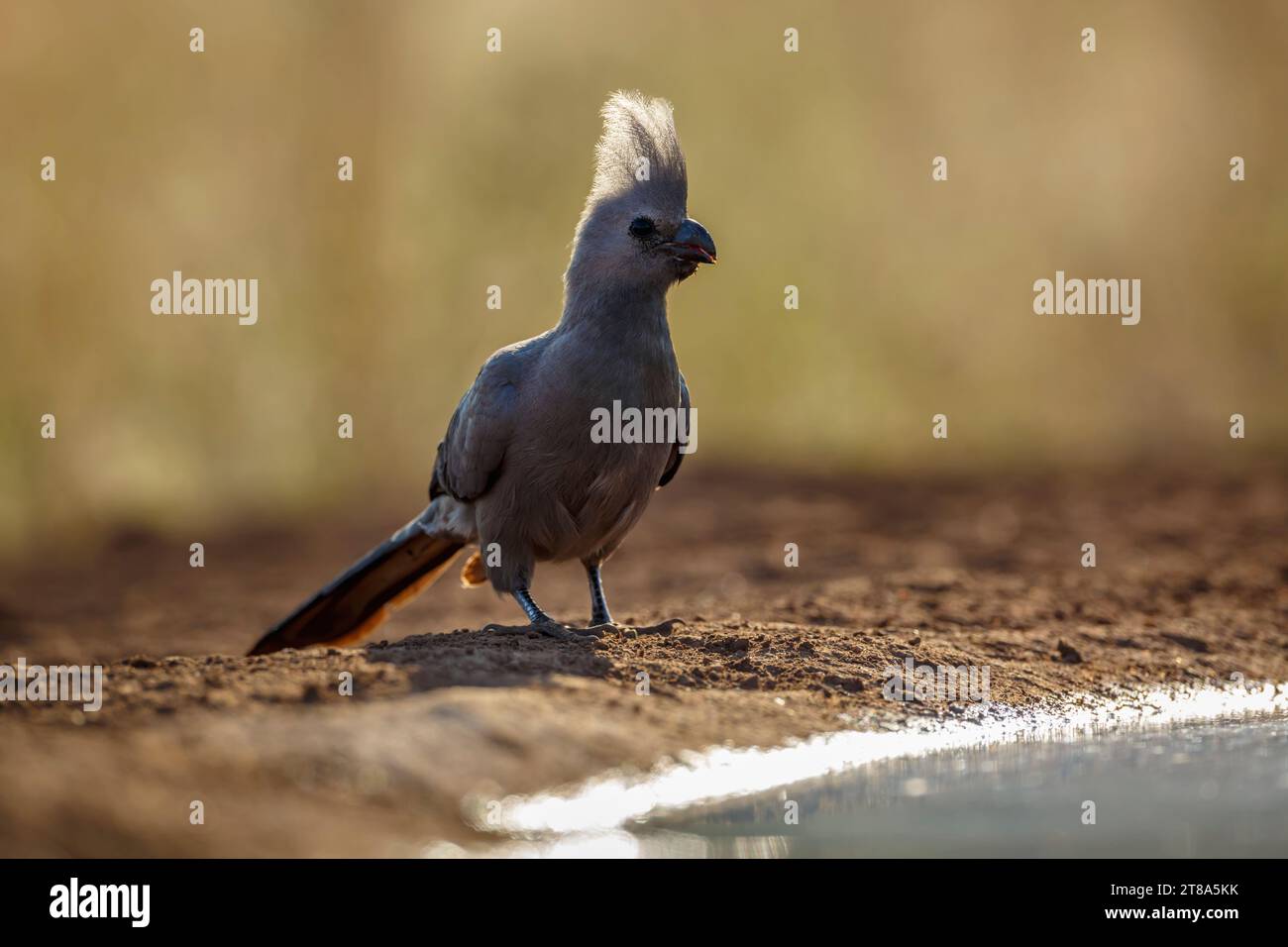 Grey Go Away Vogel entlang Wasserloch in Bakclit im Kruger National Park, Südafrika; Specie Corythaixoides concolor Familie der Musophagidae Stockfoto