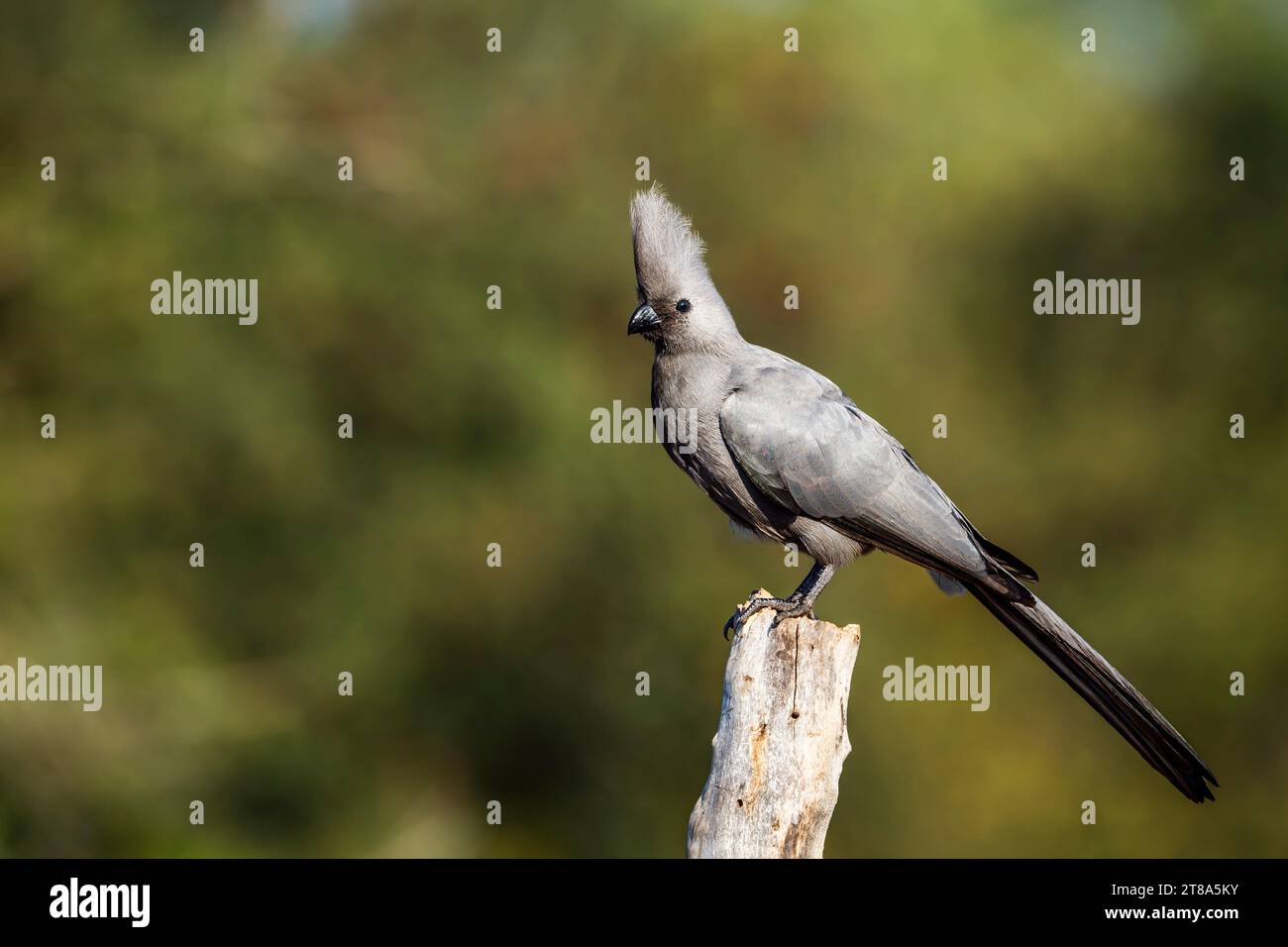 Grauer Vogel, der auf Baumstämmen steht, isoliert in natürlichem Hintergrund im Kruger-Nationalpark, Südafrika; Specie Corythaixoides koncolor Familie von Muso Stockfoto
