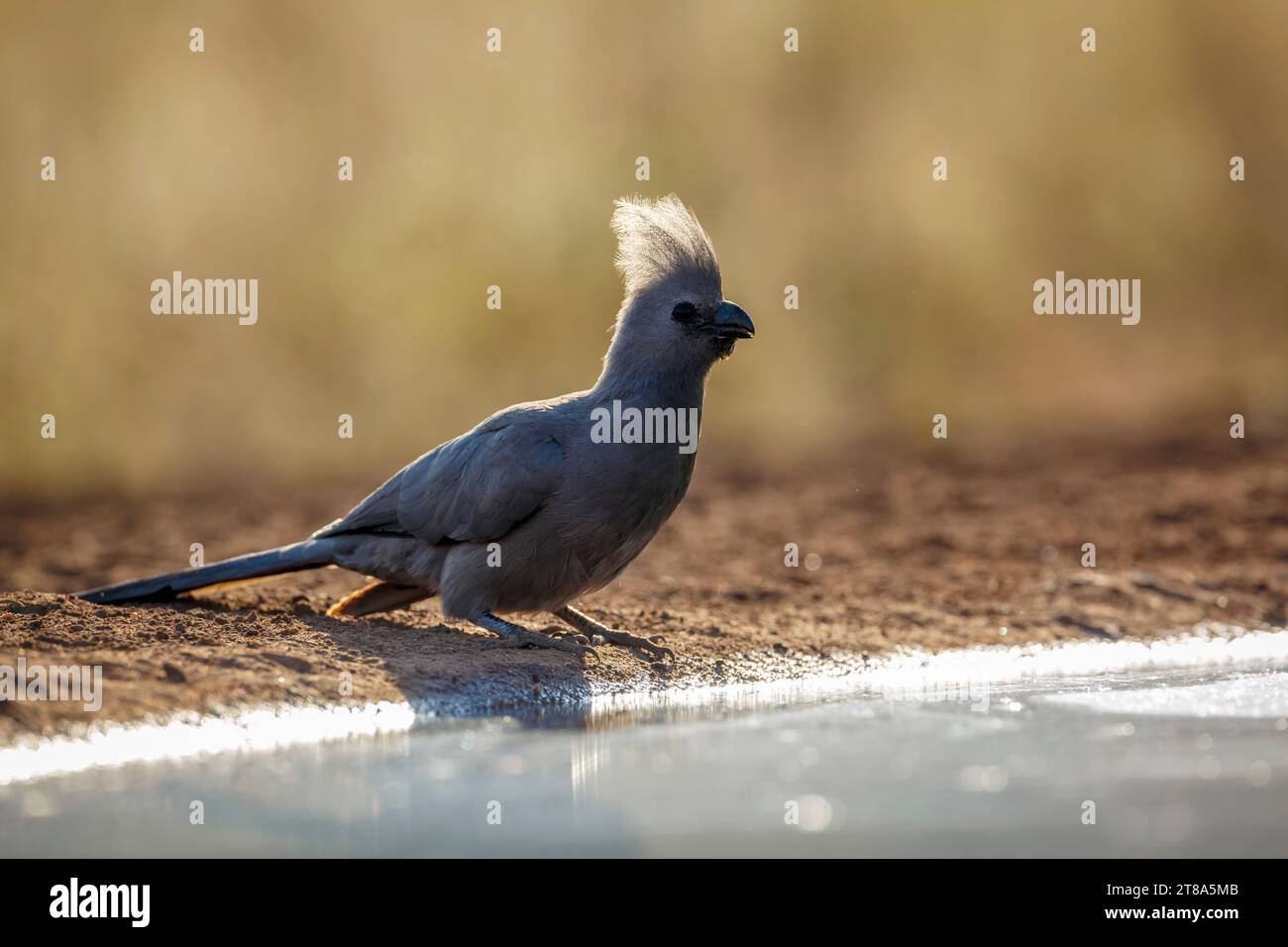 Grey Go Away Vogel entlang Wasserloch in Bakclit im Kruger National Park, Südafrika; Specie Corythaixoides concolor Familie der Musophagidae Stockfoto