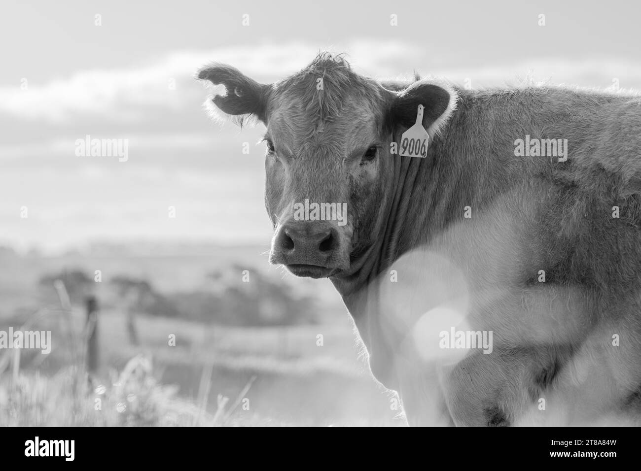 Porträt einer australischen Wagyu-Kühe, die auf einem Feld auf der Weide weiden. Nahaufnahme einer schwarzen angus-Kuh, die im Frühling Gras in einem Fahrerlager isst Stockfoto