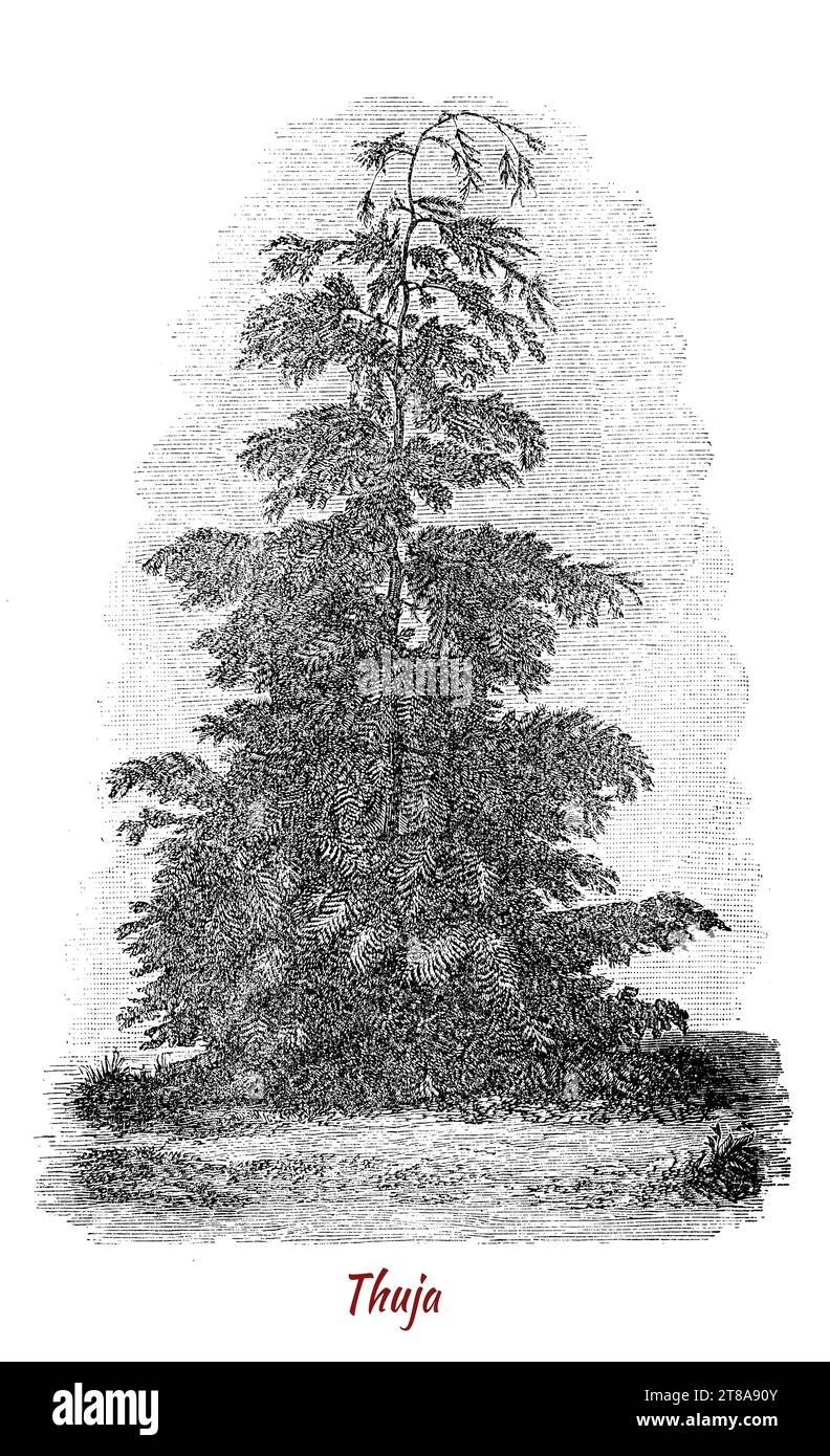 Thuja-Nadelbaum oder -Sträucher aus der Familie der Zypressen, bekannt als Arborvitaes („Baum des Lebens“ im Lateinischen), Thuja oder Zedernholz Stockfoto