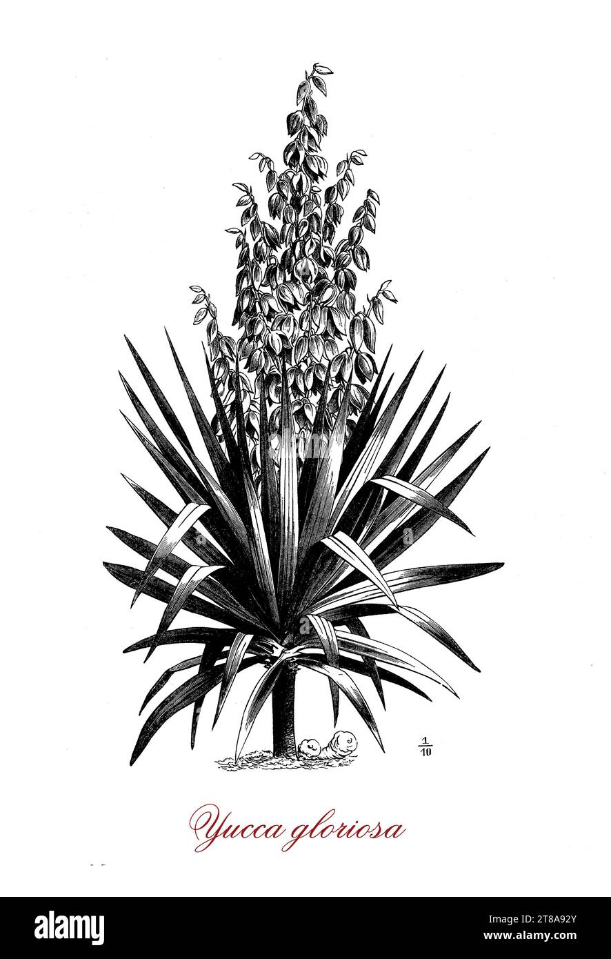 Yucca gloriosa, blühende Pflanze aus dem Südosten der Vereinigten Staaten, die als Zierpflanze mit langen schmalen, dunkelgrünen Blättern und glockenförmigen Blütenständen aus weißen Blüten angebaut wird. Stockfoto