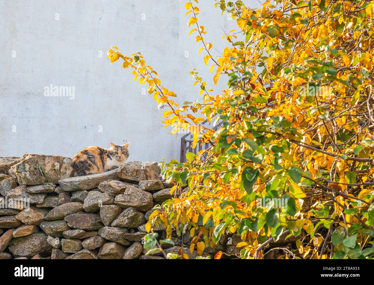 Calico-Katze auf Steinmauer. Stockfoto