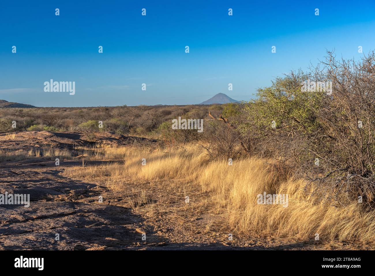 Trockene Savannenlandschaft in Erongo, Namibia Stockfoto