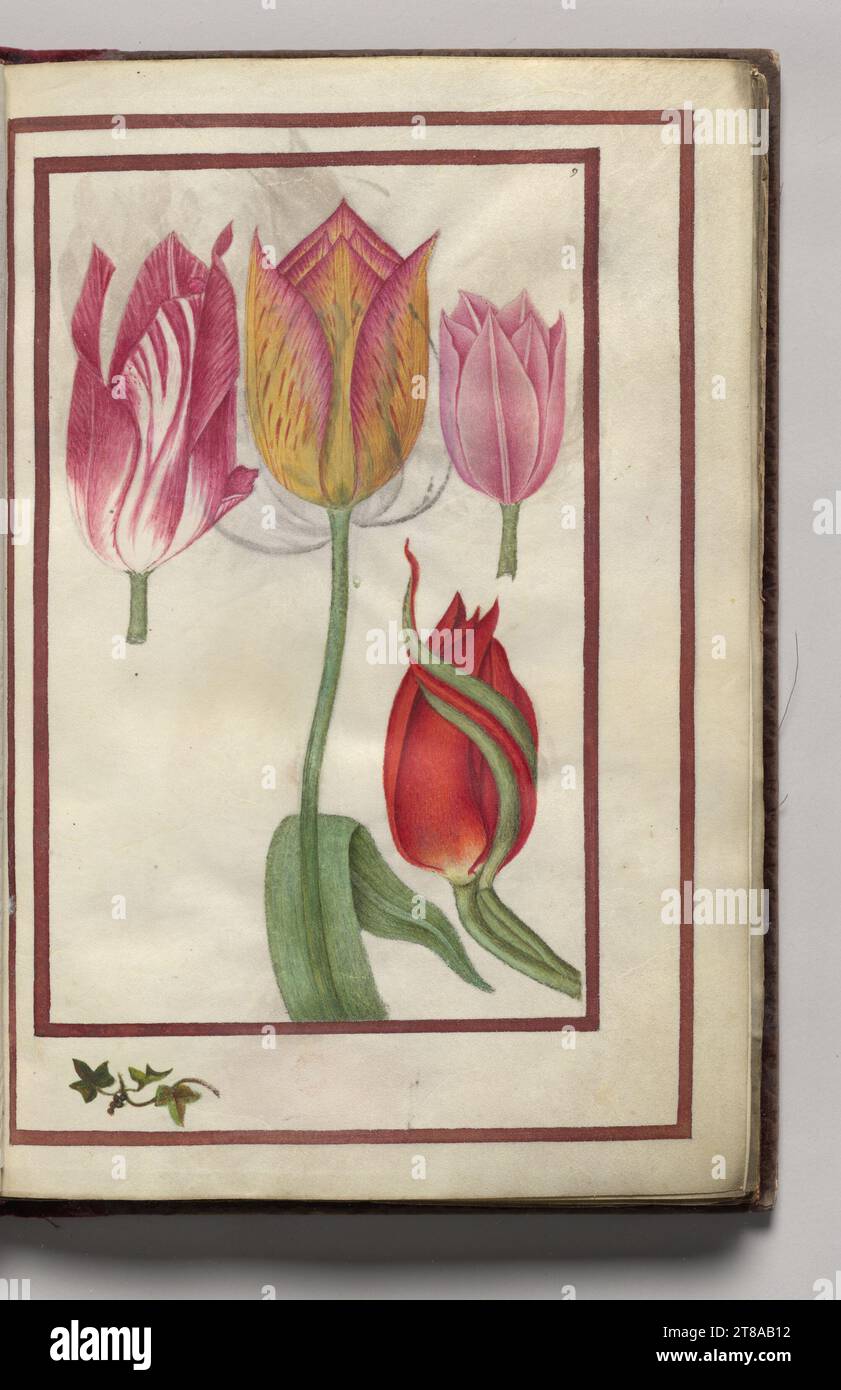 Tulpen, Folio 5 (Recto), aus Florilegium, 1608. Frankreich. Aquarell, Tinte, Silber und Gold über gelegentlichen Spuren von Bleistift auf Pergament; Blatt: 31,1 x 20,2 cm (12 1/4 x 7 15/16 Zoll). Stockfoto