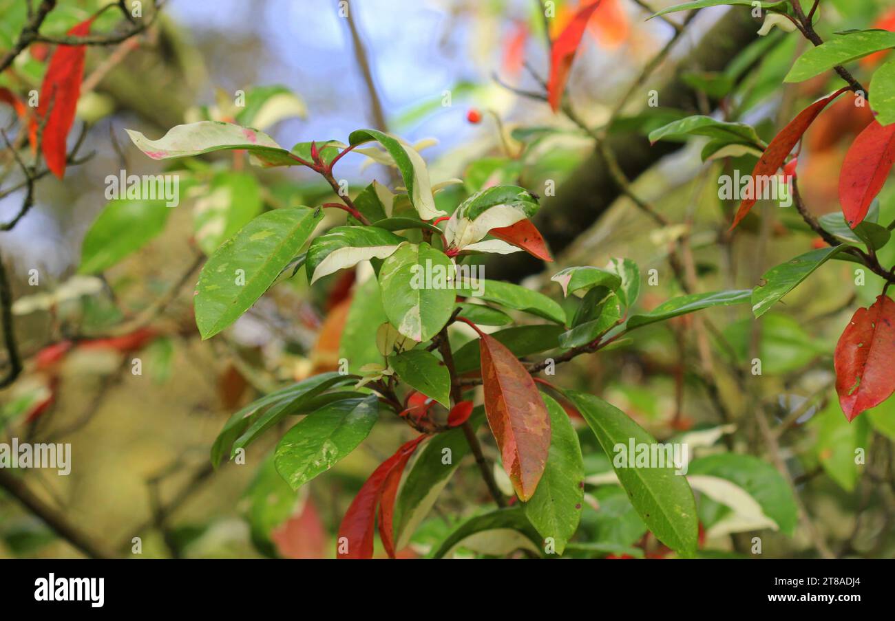Die mehrfarbigen Blätter der Stranvaesia im Herbst Stockfoto