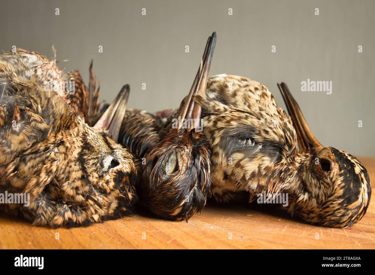 Jagdtrophäen (Holzhahn und zwei Snipe) liegen auf einem Holztisch in der Küche und warten auf das Kochen Stockfoto