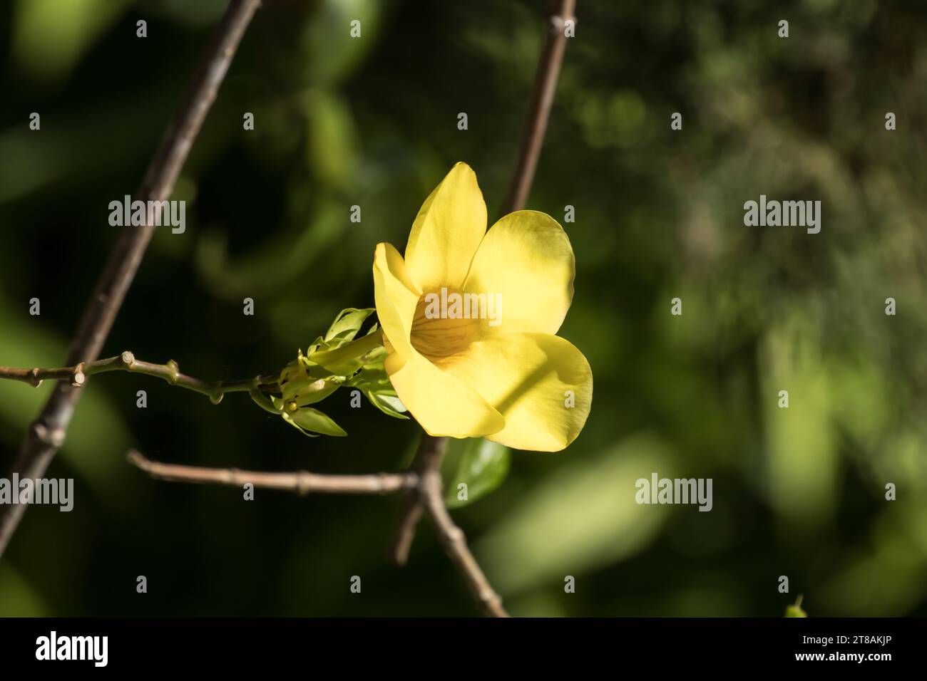 Nahaufnahme eines gelben Allamanda mit grünen Blatt Hintergrund Stockfoto
