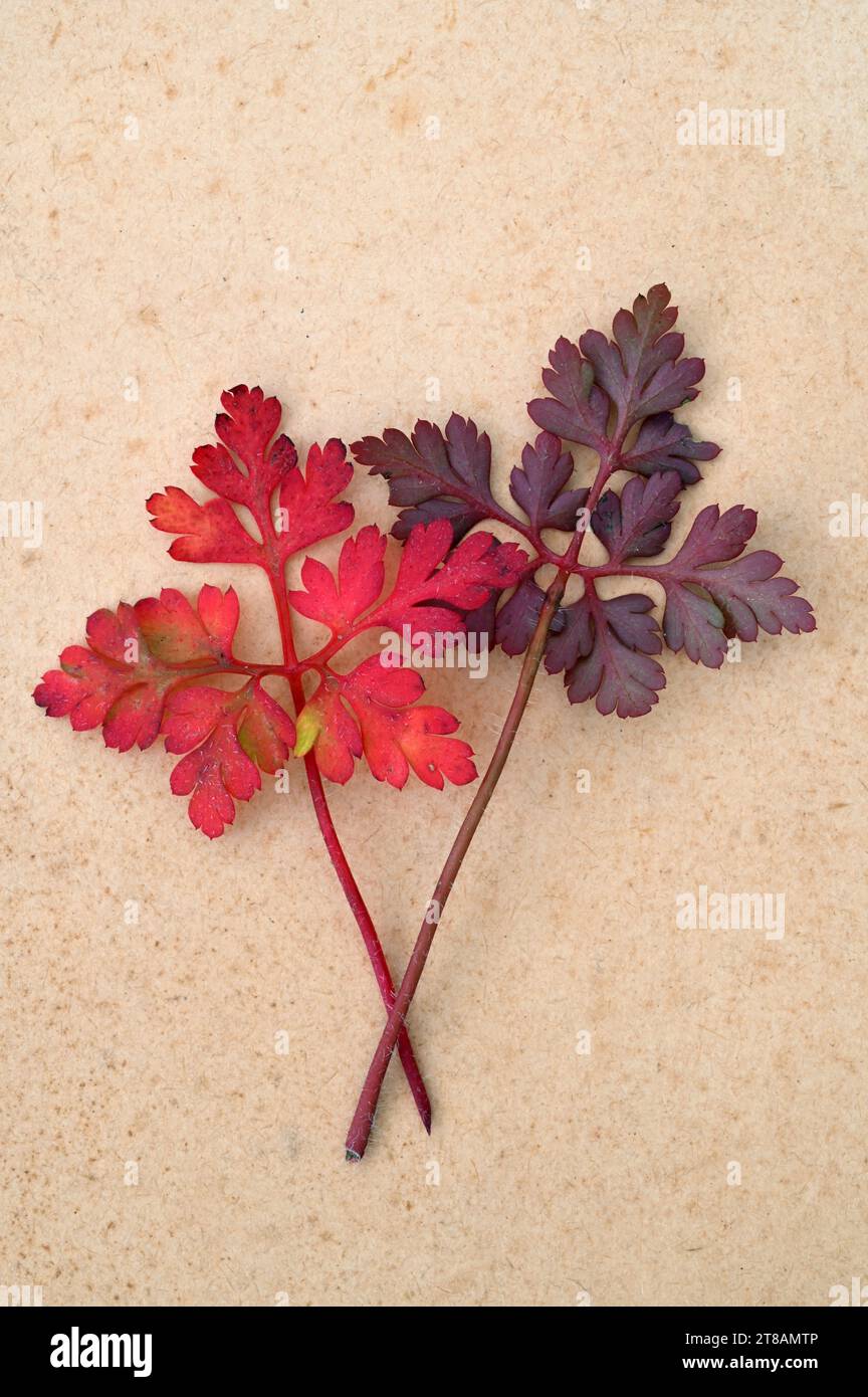 Zwei Blätter von Herb robert oder Geranium robertianum, einer rot und einer burgunderrot auf antikem Papier Stockfoto