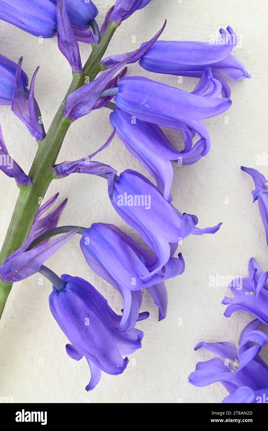 Detall von zwei Blumenköpfen englischer Blauglocke oder Hyacinthoides nonscripta, die auf antikem Papier liegen Stockfoto